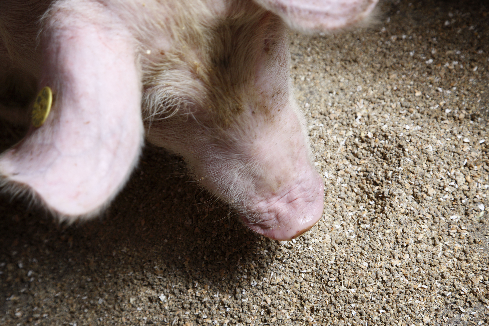 Feed, contaminated with mycotoxins, is often still consumed by the animal. Yet, clinical manifestation of the health problems associated with the mycotoxin exposure are difficult to assess. <em>Photo: Hans Prinsen</em>