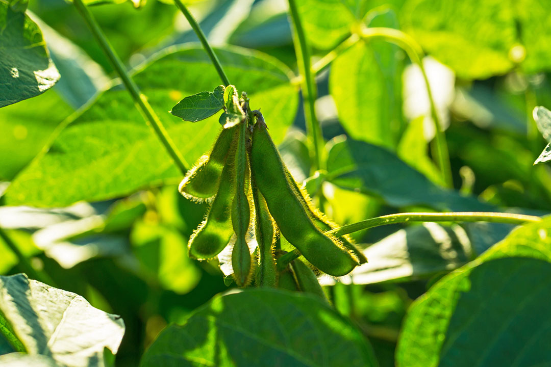 Denmark imports between 1.5 and 1.7 million tons of soy. Photo: Shutterstock