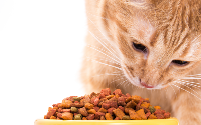 Column: Consequences of negative pet food claims