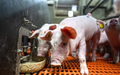 An important reason for giving piglets fermented feed around weaning is the large amount of lactic acid bacteria that it contains. Photo: Bert Jansen