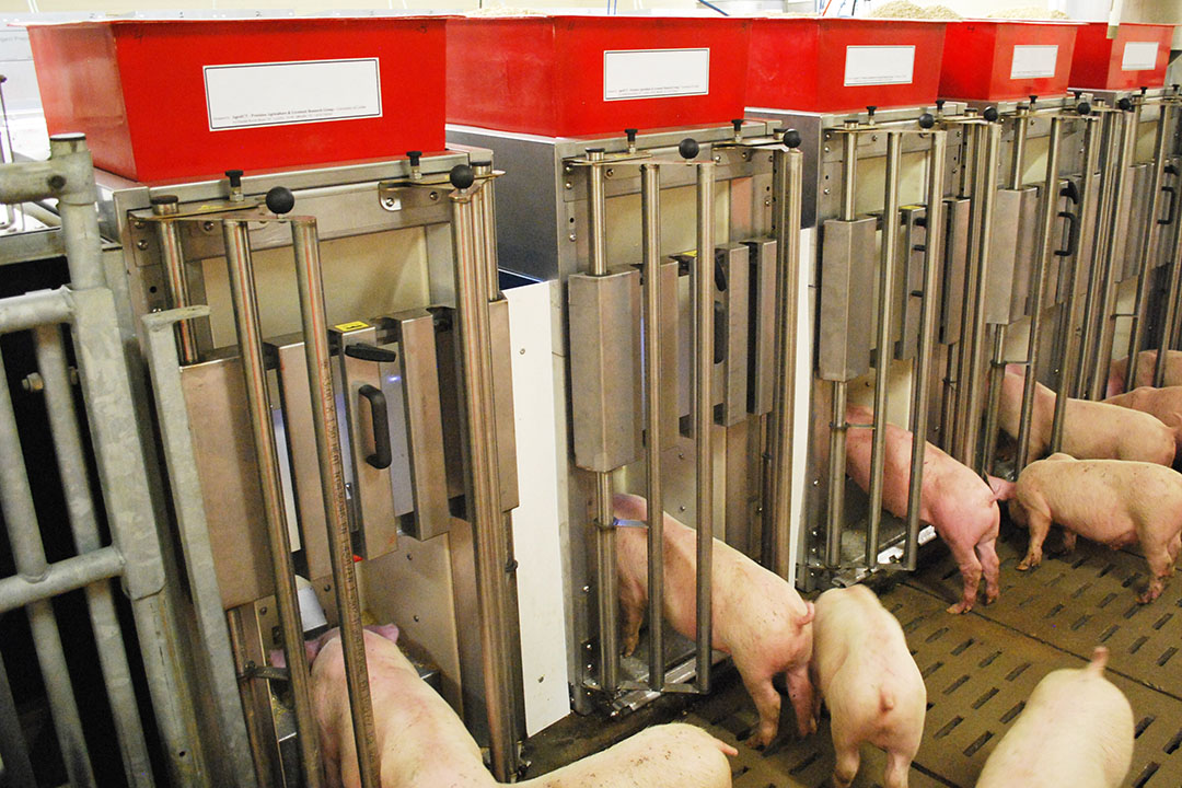 Precision feeding can improve individual and herd health management. Photo: Dr Aline Remus