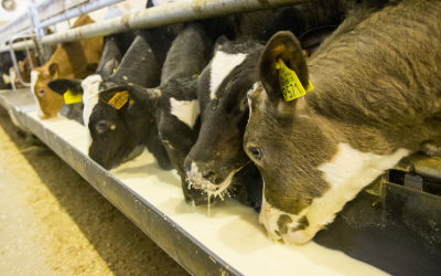 Calves culled over Dutch furazolidone scare