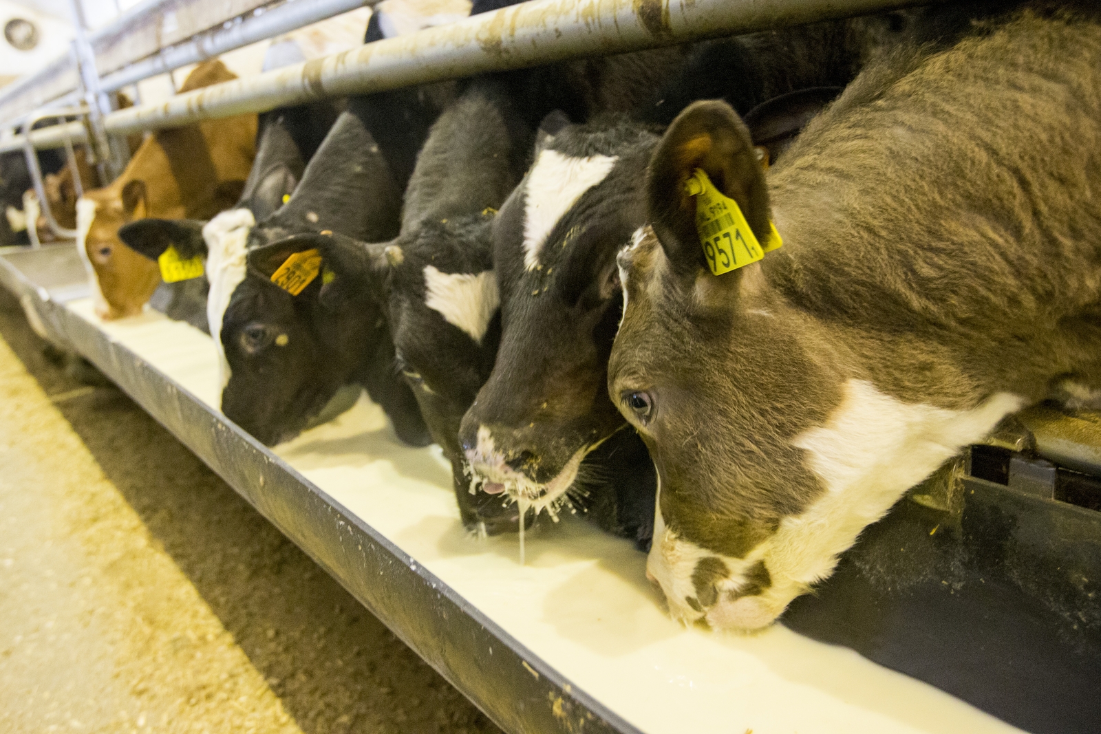 Calves culled over Dutch furazolidone scare