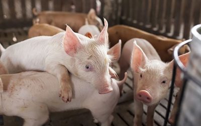In order to reduce the effect of E. coli in weaner pigs, a combination of strategies is recommended. Photo: Framelco