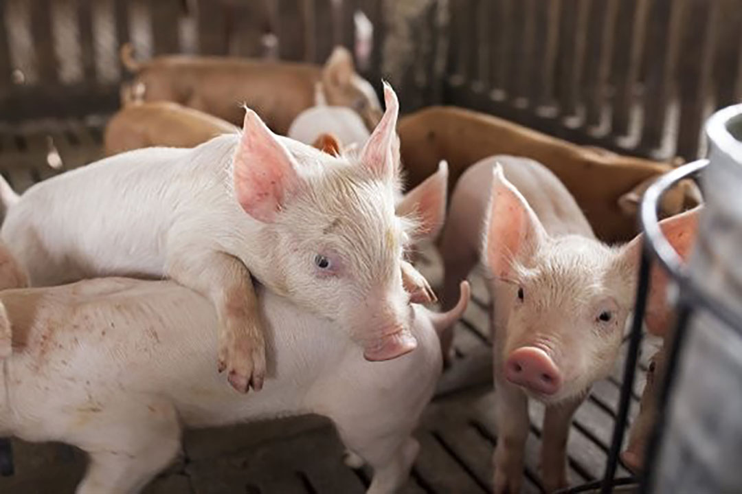 In order to reduce the effect of E. coli in weaner pigs, a combination of strategies is recommended. Photo: Framelco