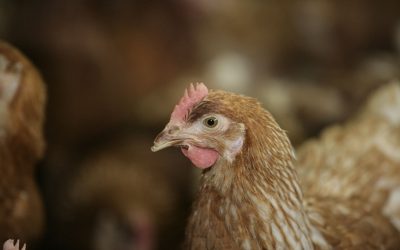 BSFL is a highly performing feed ingredient alternative for poultry feed. Photo: Henk Riswick