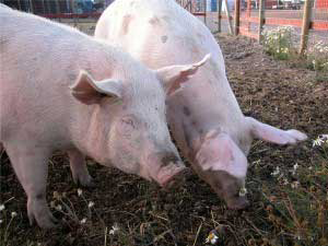 Bangladesh: Pig DNA identified in feed ingredient