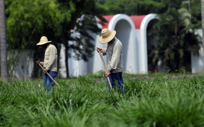 Breeding tropical feed crops with superior traits