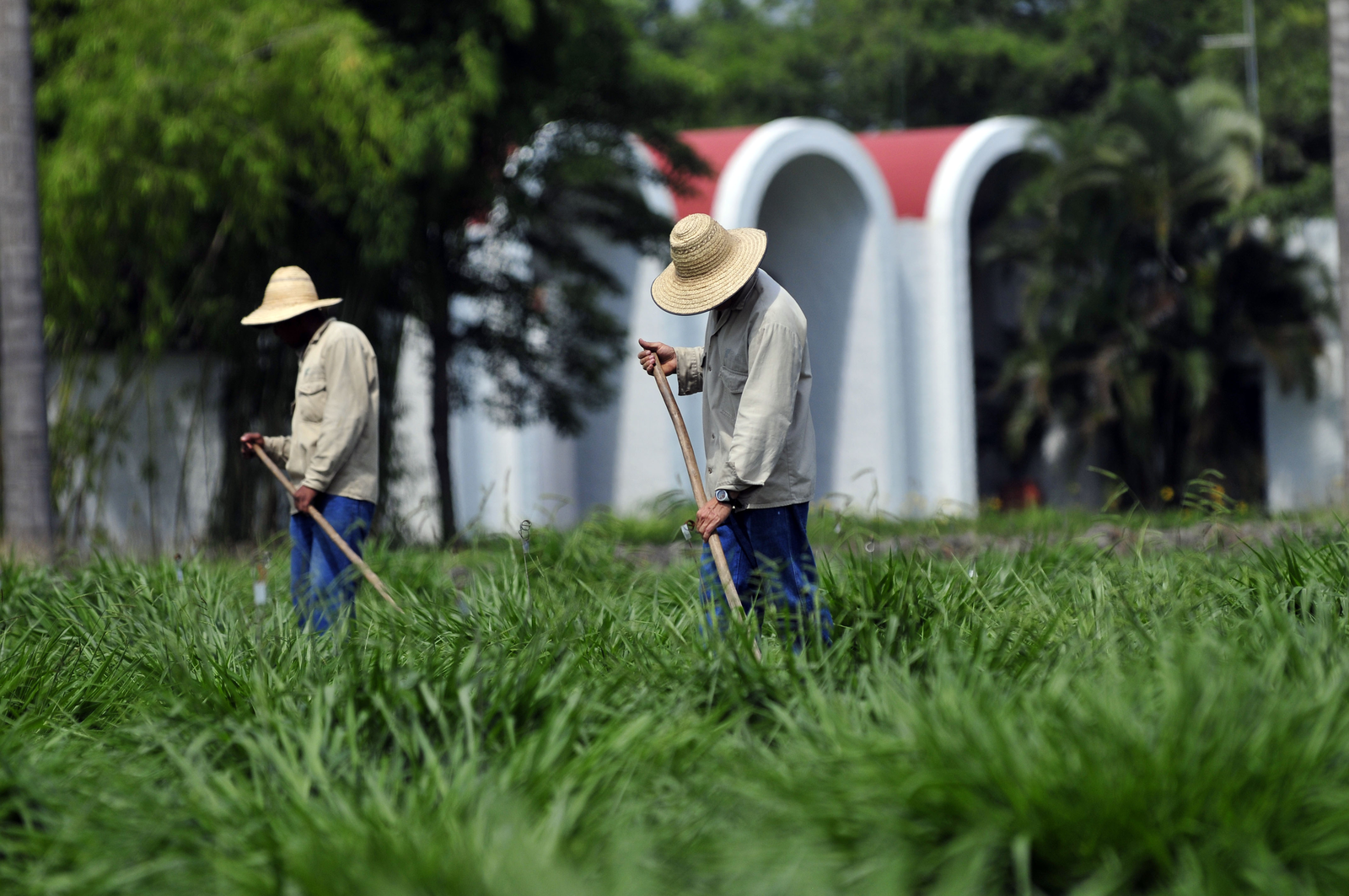 Breeding tropical feed crops with superior traits