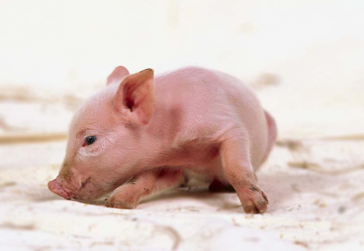 Colostrum and cross-fostering benefit small piglets