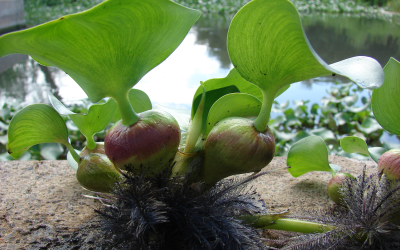 For a long time it has been suggested to use the aquatic weed Eichhornia crassipes as a feed ingredient for fish feed. Research shows it is possible