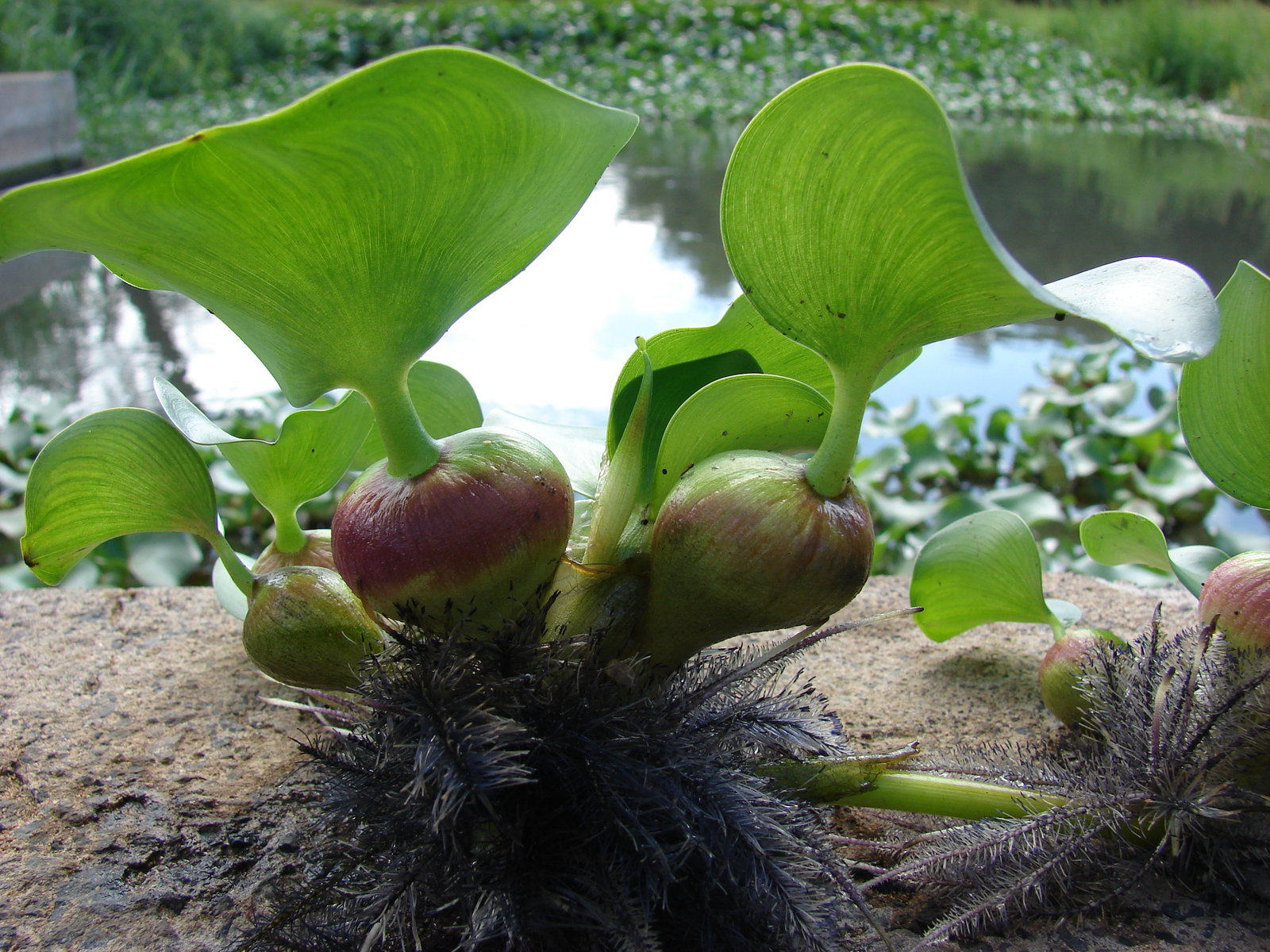 For a long time it has been suggested to use the aquatic weed Eichhornia crassipes as a feed ingredient for fish feed. Research shows it is possible