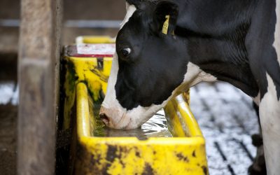 The salinity of drinking water is an important factor affecting feed intake, which is reduced by about 15-20% with saline water. Salinity of water also affects the digestive process in the ruminants. Photo: Mark Pasveer