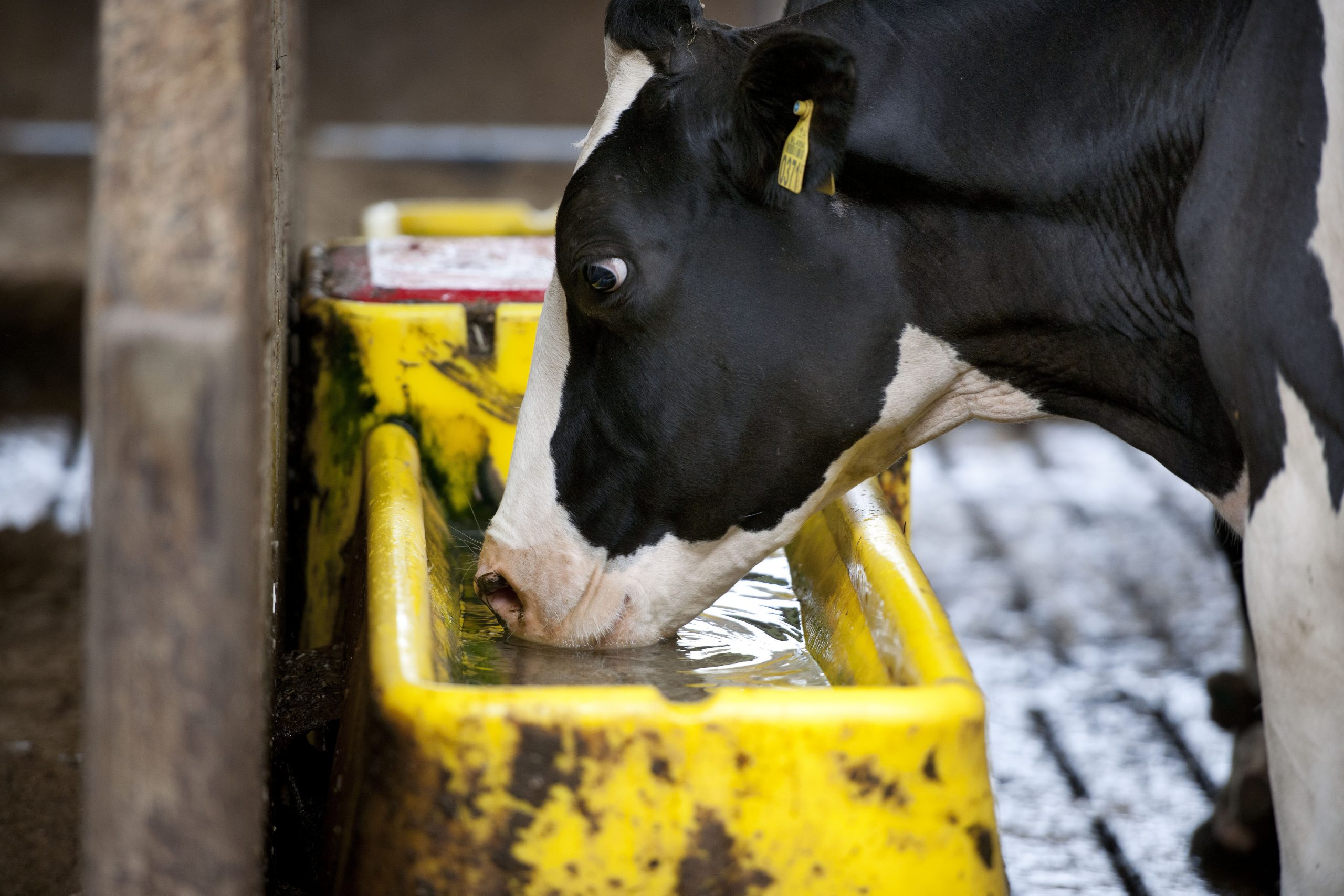 The salinity of drinking water is an important factor affecting feed intake, which is reduced by about 15-20% with saline water. Salinity of water also affects the digestive process in the ruminants. Photo: Mark Pasveer