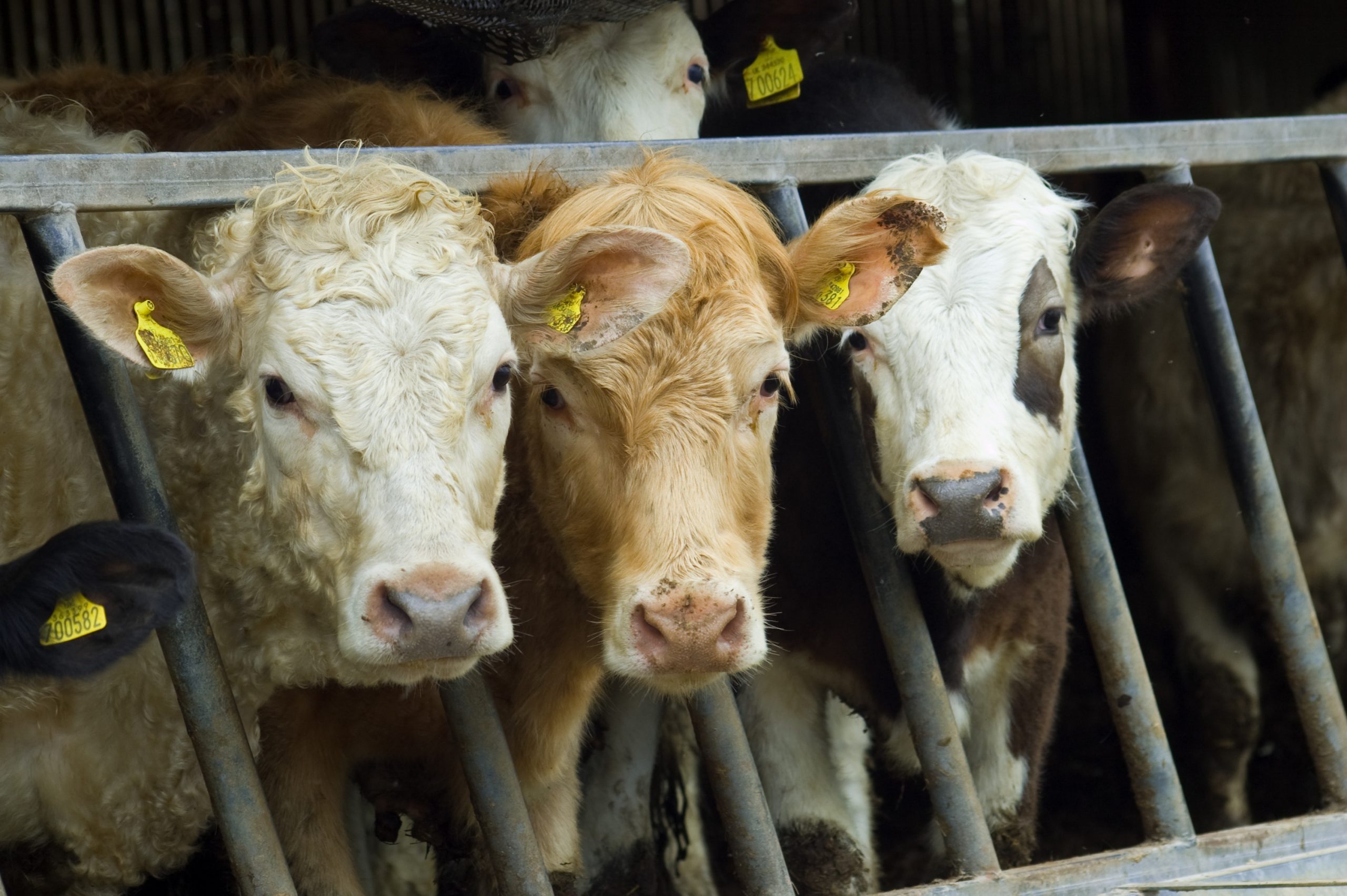 Effect DFM on rumen high grain fed steers. Photo: Shutterstock