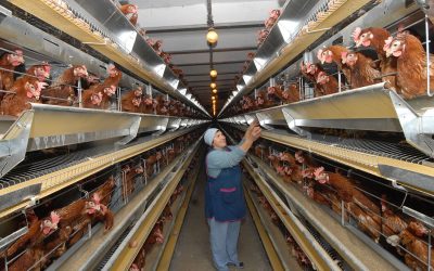 Antibiotics allow farms to boost profitability of their business up to 3-4 times. Photo: Yugopolis