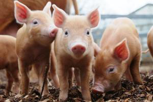Research: Effect of Fluidarom 1003 in sows and piglets