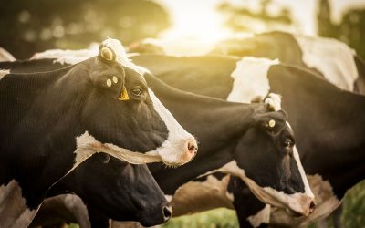 Cows suffering from heat stress benefit from live yeast. Photo: Shutterstock