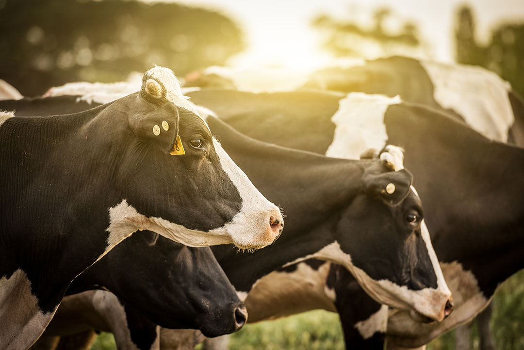 Cows suffering from heat stress benefit from live yeast. Photo: Shutterstock