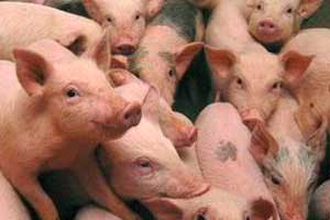 Study: Coccidian infection in suckling piglets in China