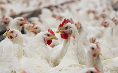 Poultry health improved by ensiled kernel maize