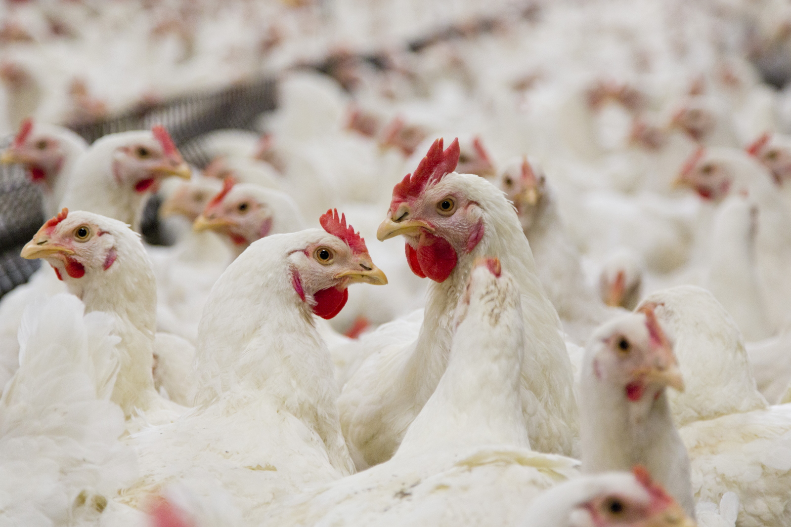 Poultry health improved by ensiled kernel maize