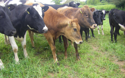 Effects of soybean oil on growth performance in heifers