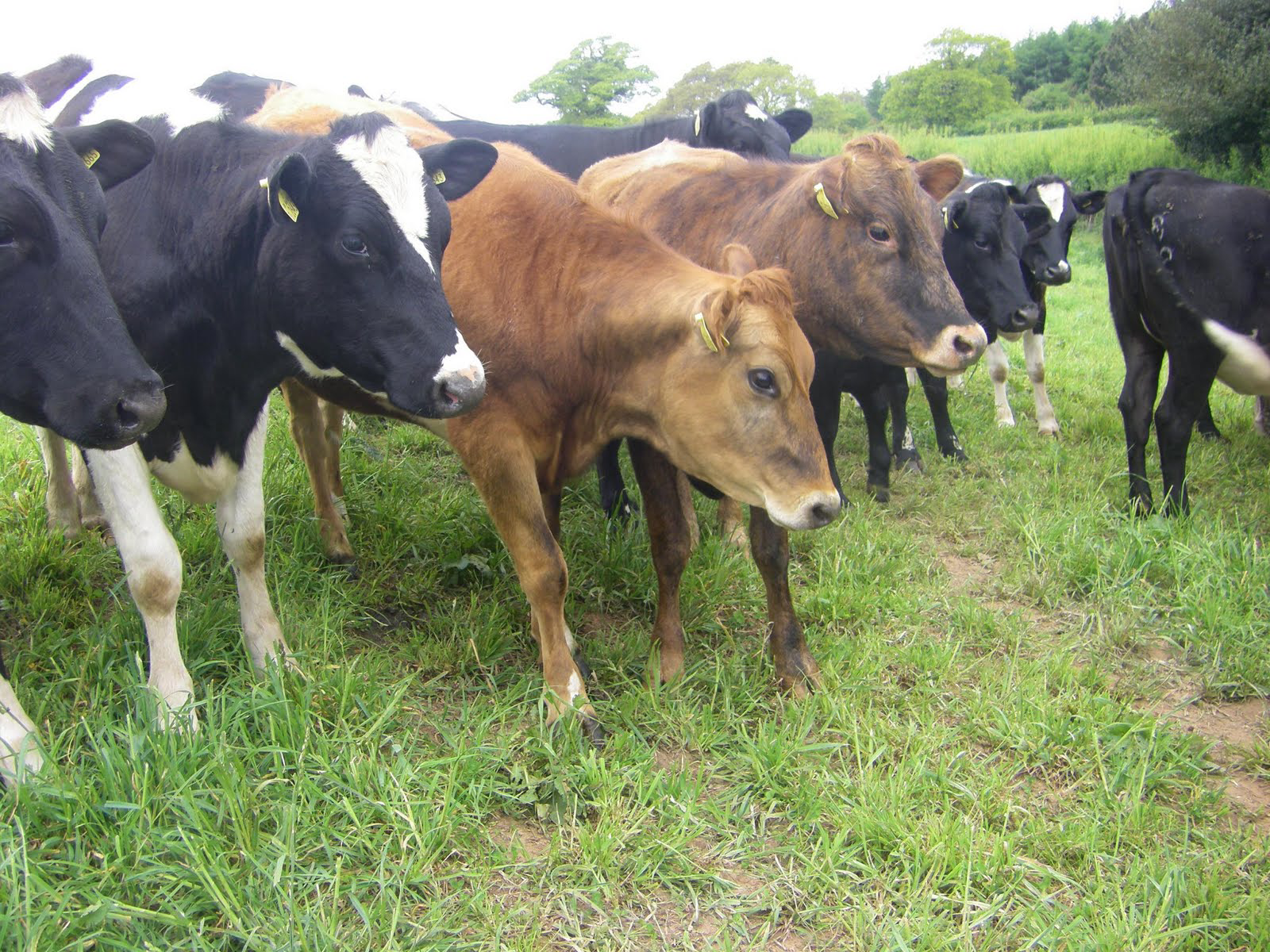 Effects of soybean oil on growth performance in heifers