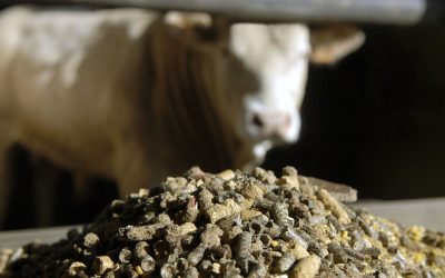 The European Compound Feed Manufacturers  Federation expects the cattle feed production to decrease by 4.1% in the EU. Photo: Wick Natzijl