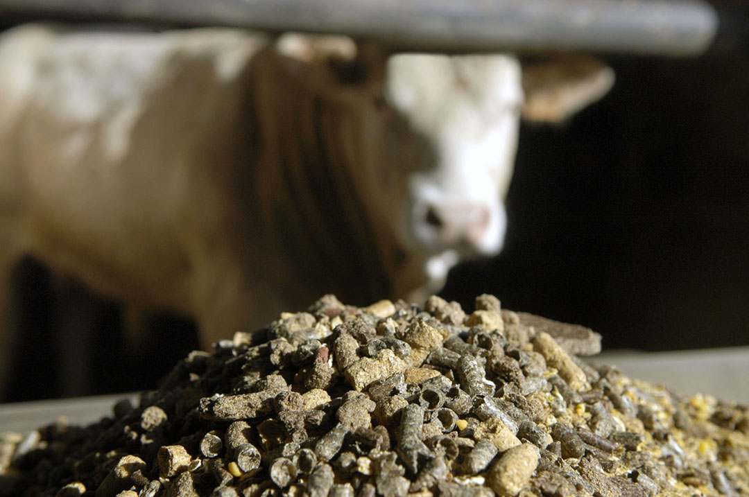 The European Compound Feed Manufacturers  Federation expects the cattle feed production to decrease by 4.1% in the EU. Photo: Wick Natzijl