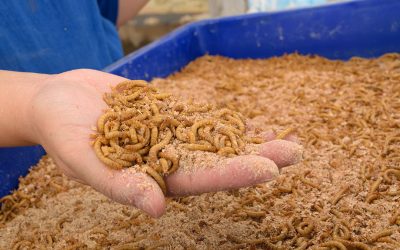 Yeast probiotics to feed insects.  Photo: Shutterstock