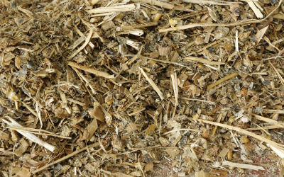 The effect of longer chopped silage in feedlot cattle