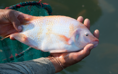 Nile Tilapia to benefit from NSP-ases in diet