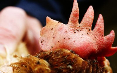 Phytogenics against red mite in poultry. Photo: Van Assendelft