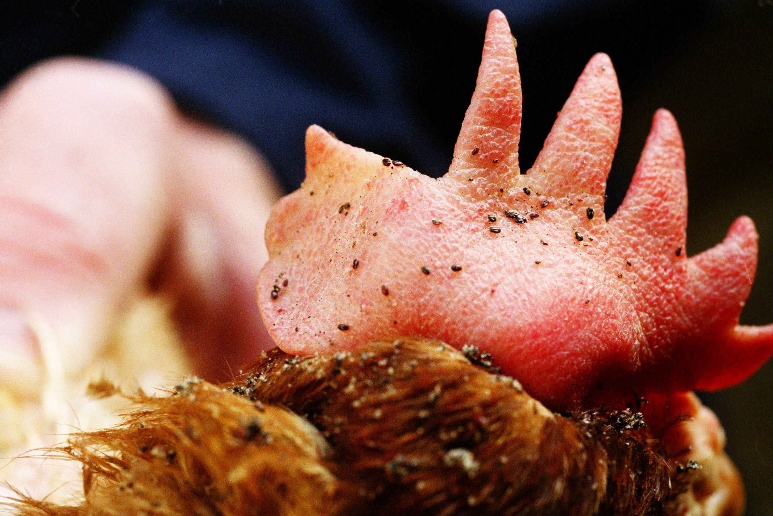 Phytogenics against red mite in poultry. Photo: Van Assendelft