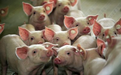Extra B vitamins profits pig performance. Photo: Henk Riswick