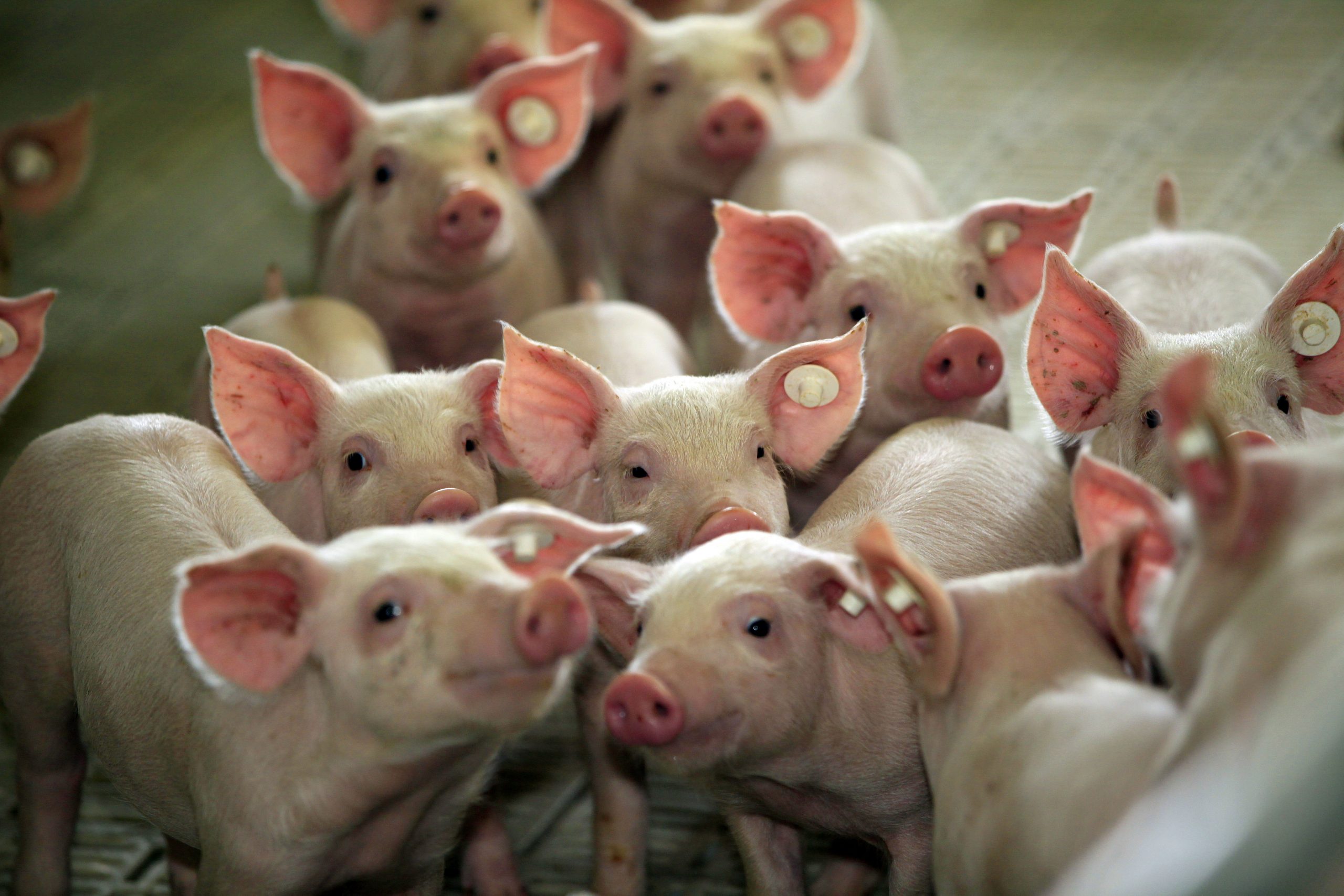 Extra B vitamins profits pig performance. Photo: Henk Riswick