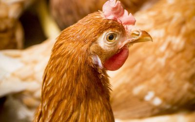 Feather pecking issues: Probiotics can help