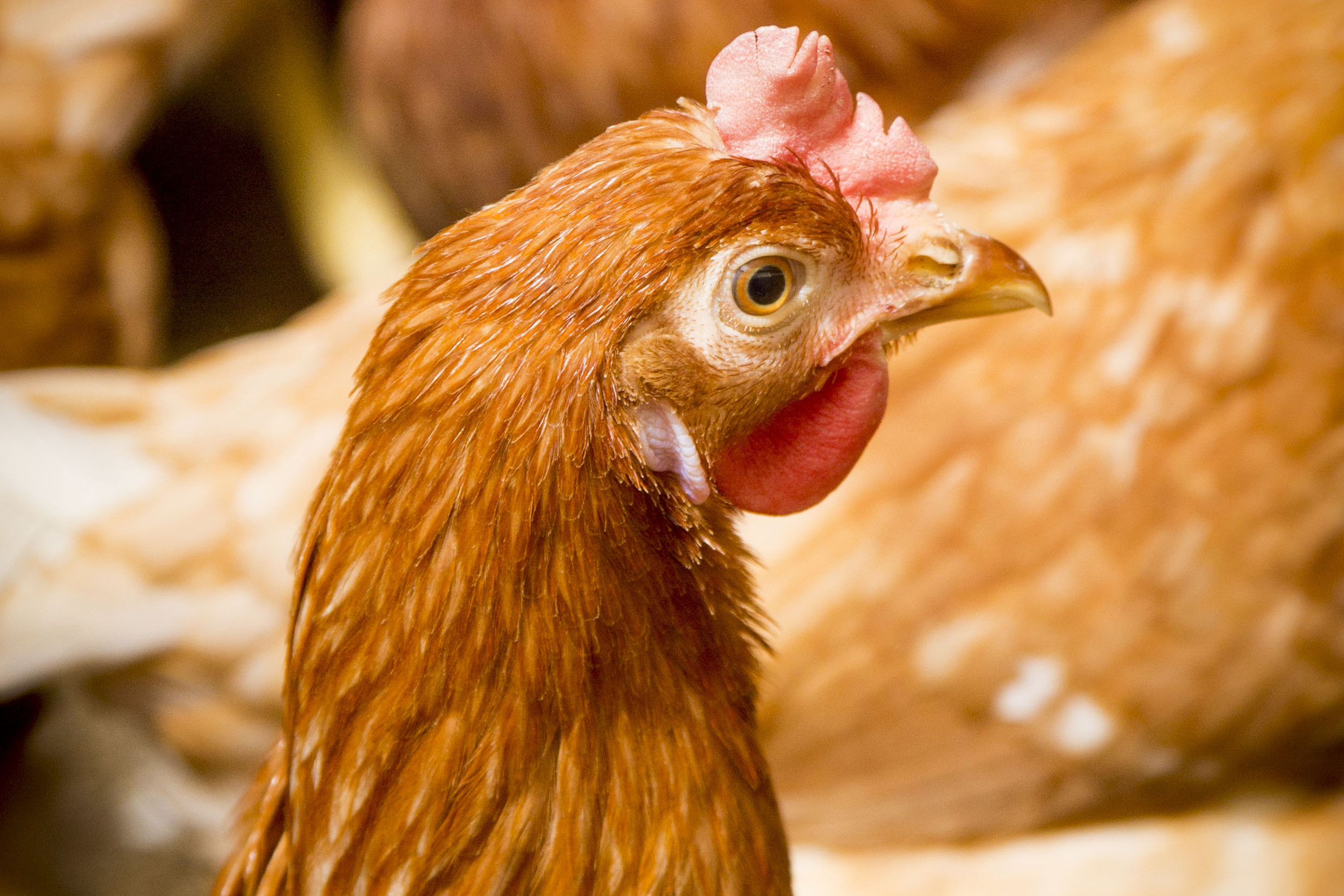 Feather pecking issues: Probiotics can help