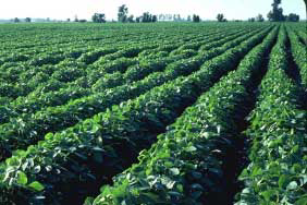Paraguay bets on genetically modified crops