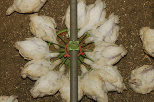 Limiting DDGS inclusion in broiler diets