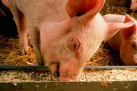 Phytase   major benefits for pigs