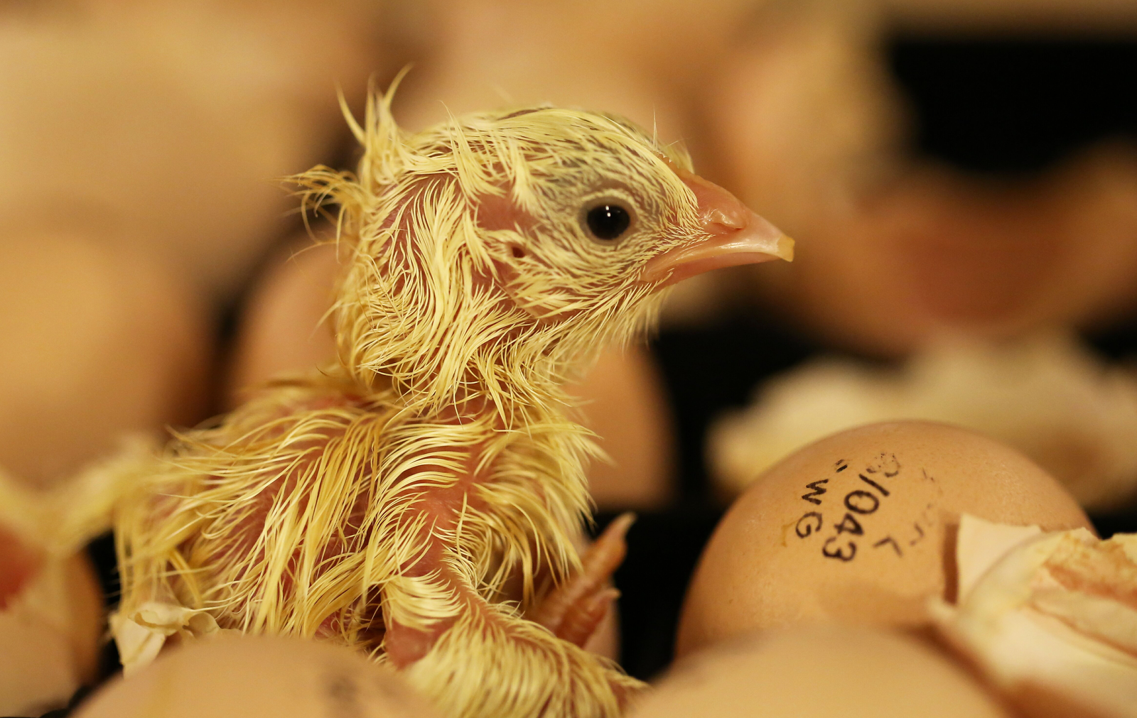 Poultry diseases spurred by mycotoxins