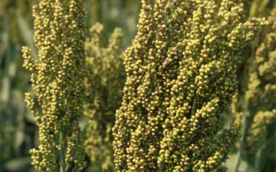 China: Feed mills turning to US sorghum, corn shortage