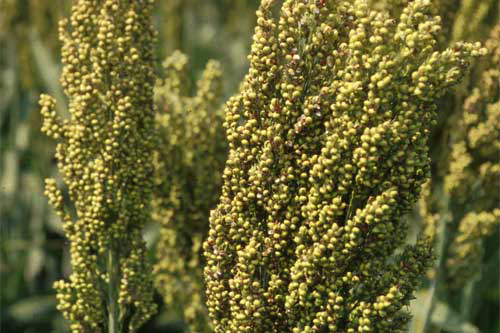 China: Feed mills turning to US sorghum, corn shortage