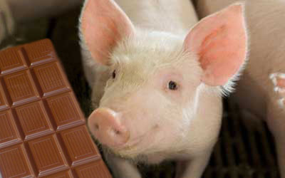 Research: Chocolate as substitute for whey in pig diet