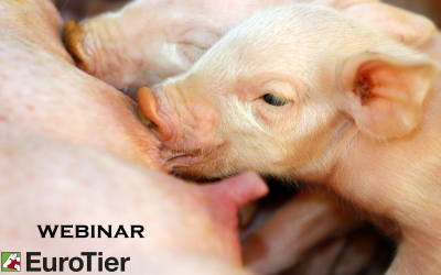 Pig Progress webinar:  Intestinal problems for piglets