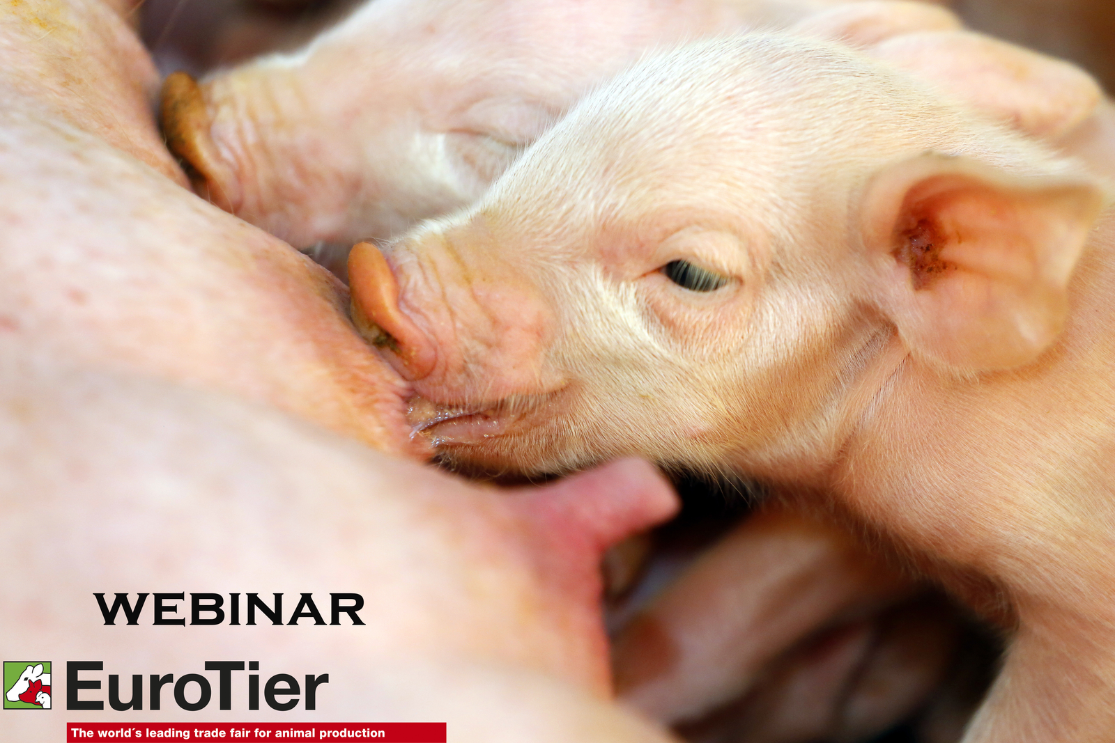 Pig Progress webinar:  Intestinal problems for piglets