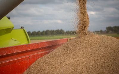 The grain harvest is in full swing in Europe. Photo: Peter Roek