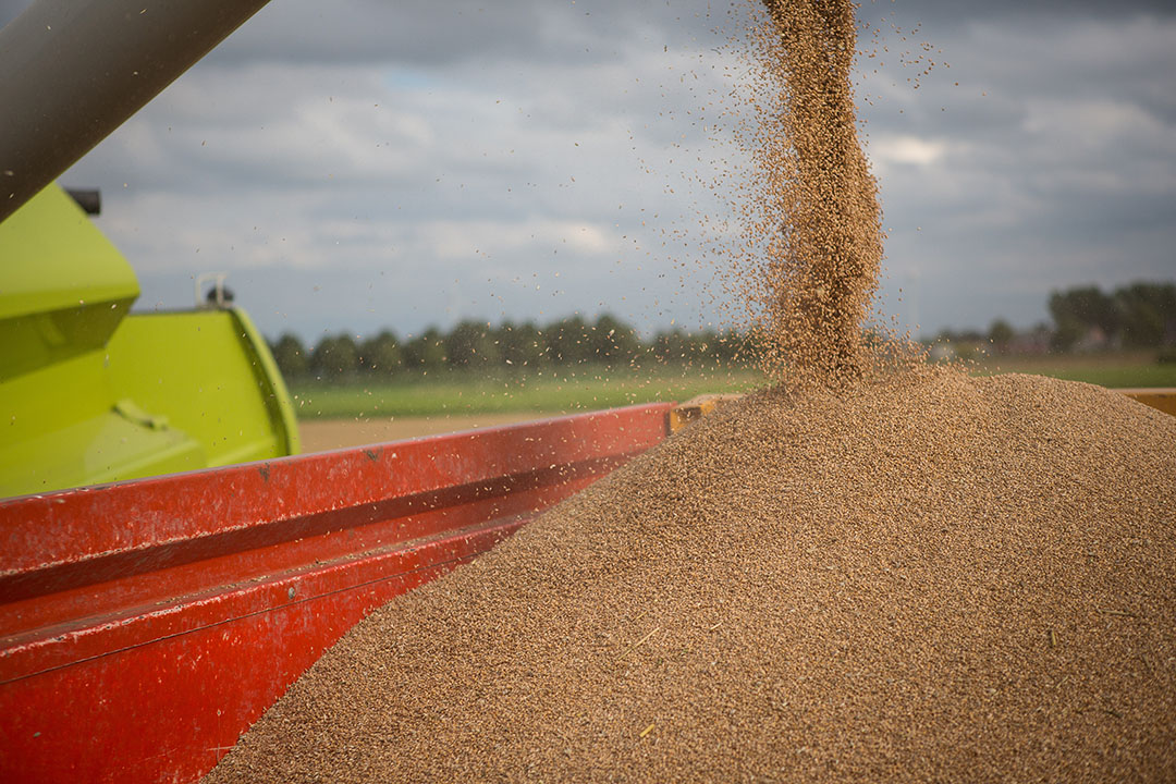 The grain harvest is in full swing in Europe. Photo: Peter Roek